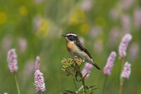 Braunkehlchen