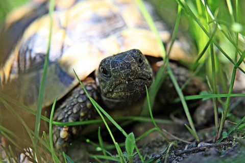 Schildkröte