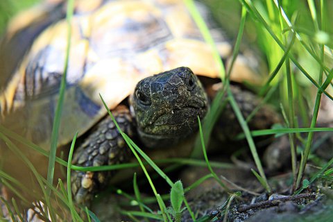 Schildkröte