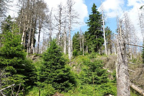 Waldsterben am Brocken 2017