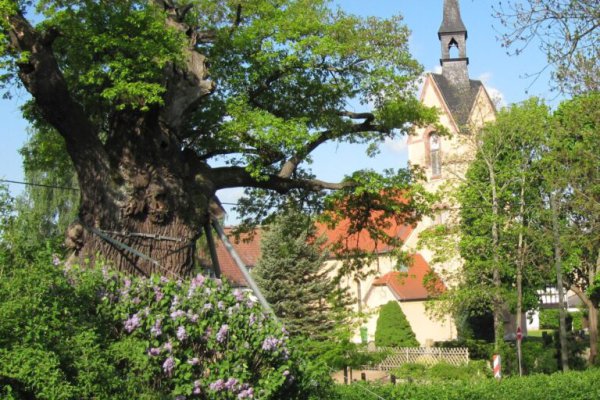 1000jährige Eiche Nöbdenitz