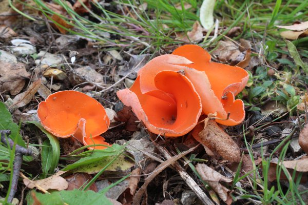 Mittwochkreis