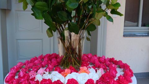Rosen Mittwochkreis