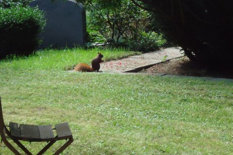 Eichhörnchen auf dem Friedhof