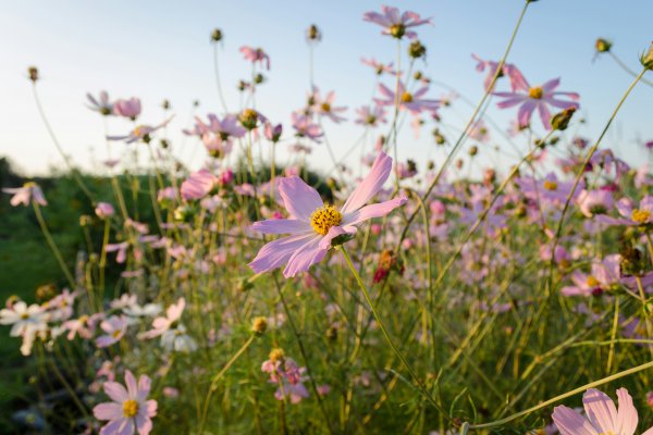 Sommerliche Grüße
