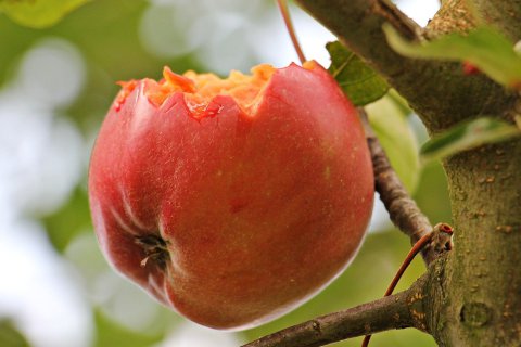 Angebissener Apfel am Baum