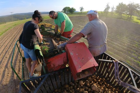 Kartoffelernte in Magersdorf für die Klöße im Landgasthof