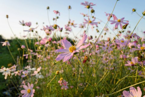 Sommerliche Grüße