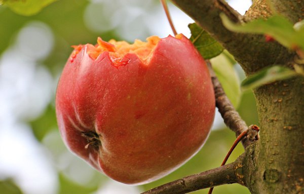 Angebissener Apfel am Baum