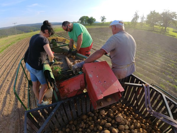 Kartoffelernte in Magersdorf für die Klöße im Landgasthof