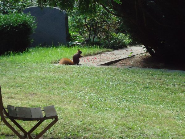 Eichhörnchen auf dem Friedhof